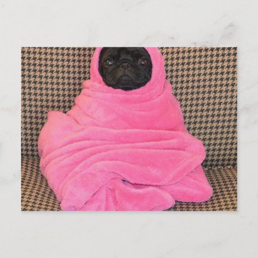 Black Pug in A Pink Blanket ポストカード (正面)