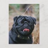 Black Pug Panting While Looking at Camera ポストカード (正面)
