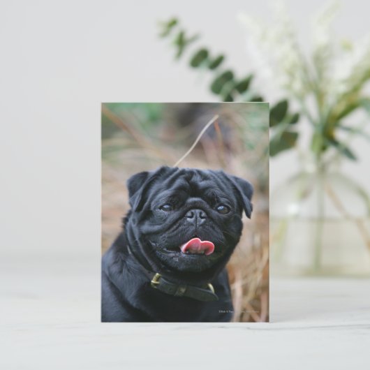 Black Pug Panting While Looking at Camera ポストカード (スタンド正面)