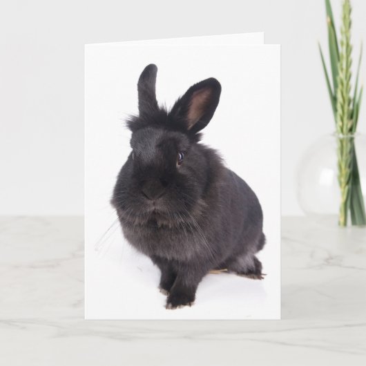 black rabbit カード (正面)