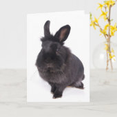 black rabbit カード (黄色い花)