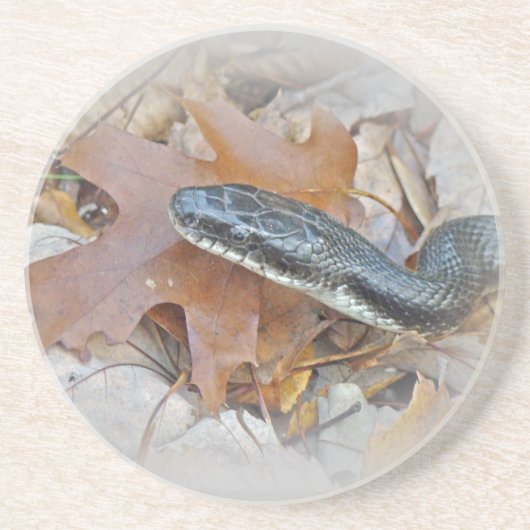 Black Rat Snake - Elapheの陳腐化 コースター (正面)