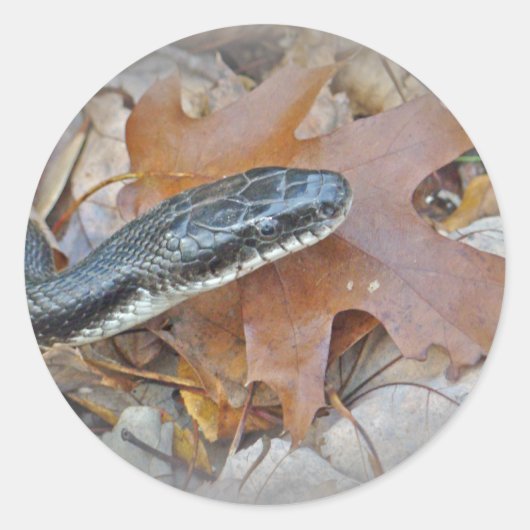 Black Rat Snake - Elapheの陳腐化 ラウンドシール (正面)