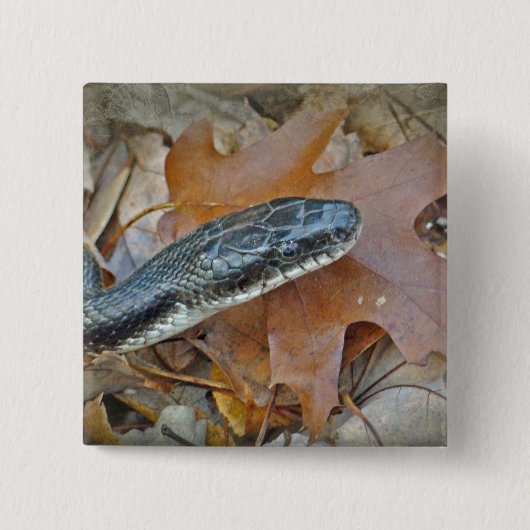 Black Rat Snake - Elapheの陳腐化 缶バッジ (正面)