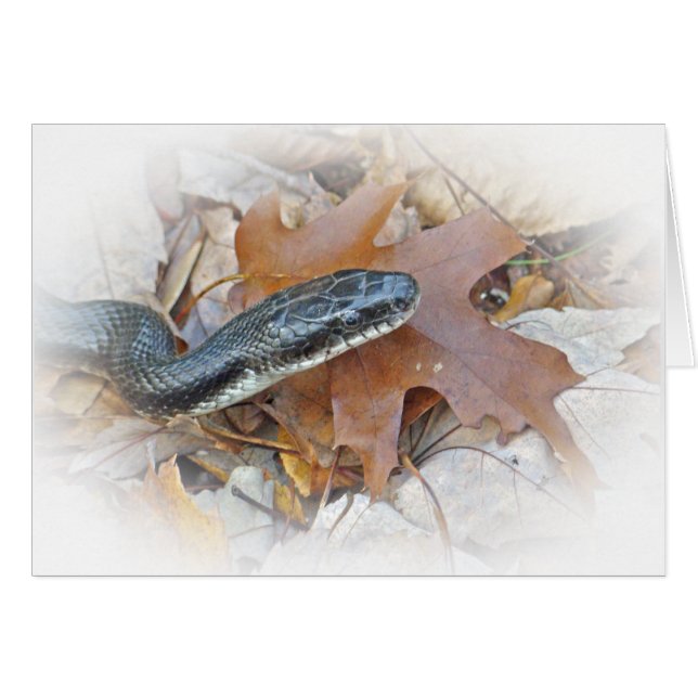 Black Rat Snake - Elapheの陳腐化Gretin (正面横)
