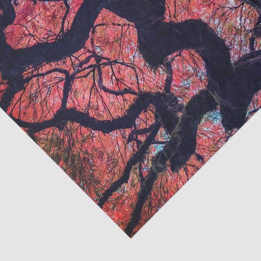 Black Raven and Gnarly Japanese Maple 薄葉紙 (詳細)