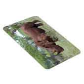 Black Rhino with Calf マグネット (右側)