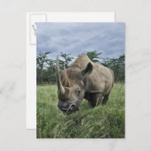 Black Rhinoceros, Diceros bicornis，ケニア ポストカード (正面/裏面)