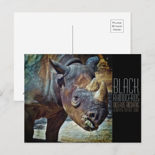Black Rhinoceros [Postcard] ポストカード (正面/裏面)