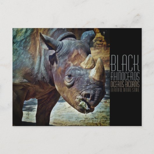 Black Rhinoceros [Postcard] ポストカード (正面)