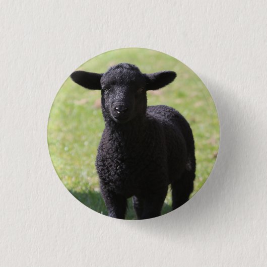 Black Sheep - ボタン 缶バッジ (正面)