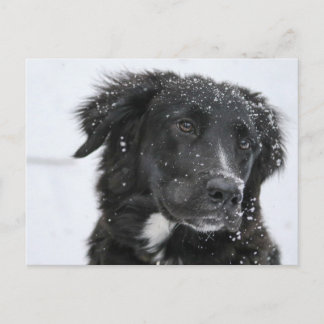 Black Shepherd Dog in the Snow ポストカード