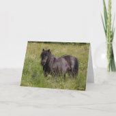 Black Shetland Stallion Standing In Grass カード (正面)