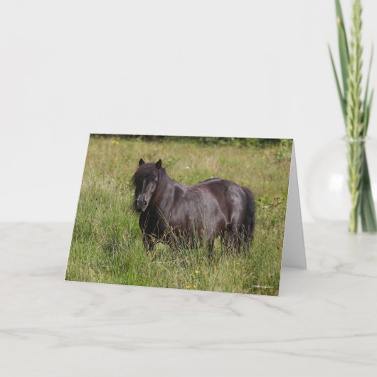 Black Shetland Stallion Standing In Grass カード (正面)