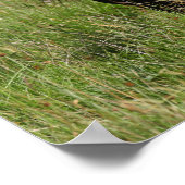 Black Shetland Stallion Standing In Grass ポスター (角)