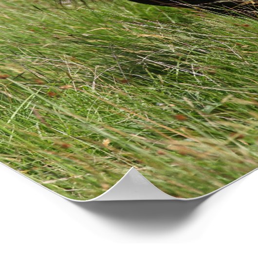 Black Shetland Stallion Standing In Grass ポスター (角)