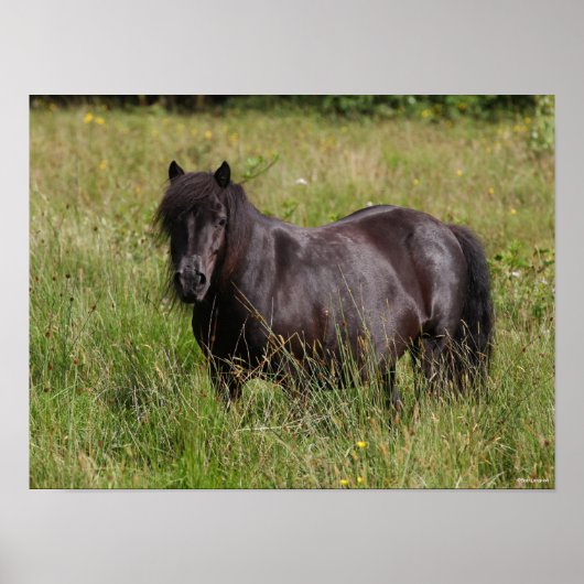 Black Shetland Stallion Standing In Grass ポスター (正面)