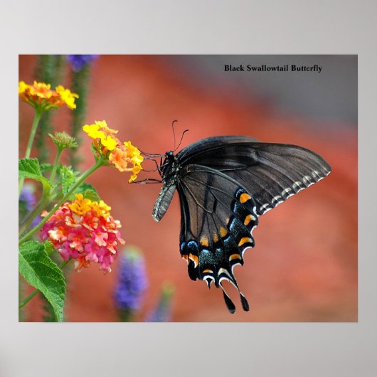 Black Swallowtail Butterfly ポスター (正面)