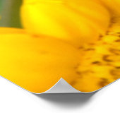 Black Swallowtail butterfly ポスター (角)