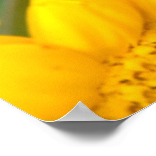 Black Swallowtail butterfly ポスター (角)