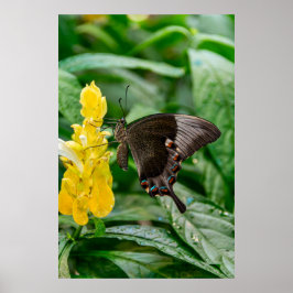 Black Swallowtail Butterfly on flower ポスター