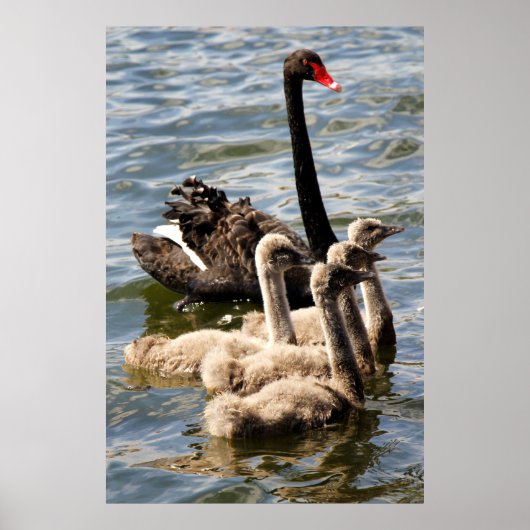 Black Swan and Cygnets ポスター (正面)