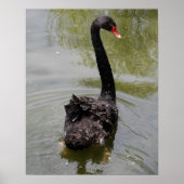 Black Swan in Tranquil Pond ポスター (正面)