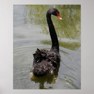 Black Swan in Tranquil Pond ポスター