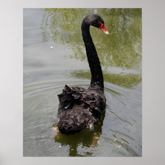 Black Swan in Tranquil Pond ポスター (正面)