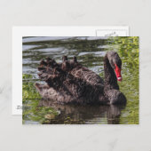 Black Swan, Roath Park Lake, Cardiff，ウェールズ。 ポストカード (正面/裏面)