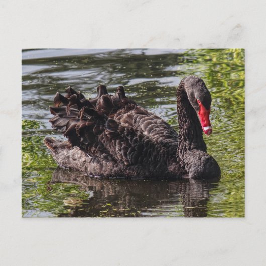 Black Swan, Roath Park Lake, Cardiff，ウェールズ。 ポストカード (正面)