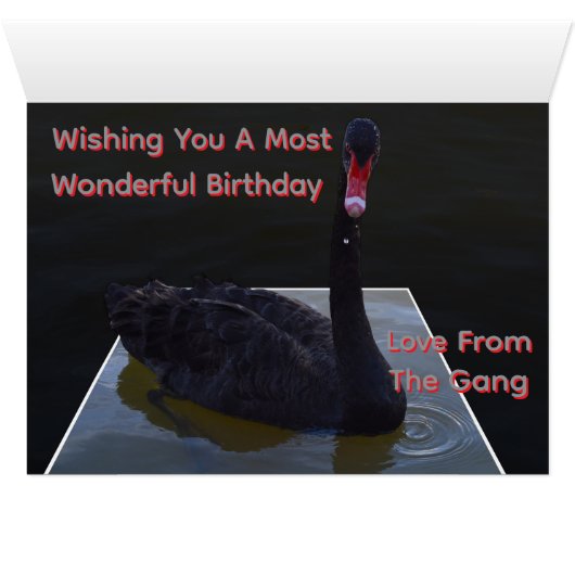 Black Swan Swimming In Dimensional Pond, (内部横(下))