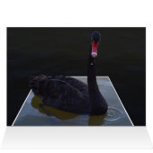 Black Swan Swimming In Dimensional Pond, (内部横(上))