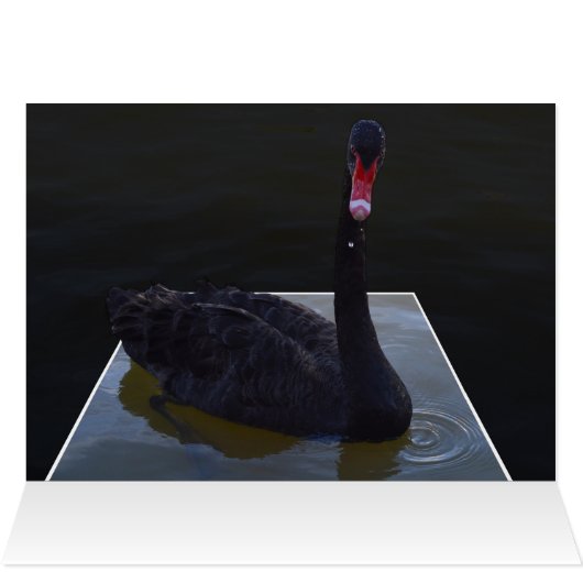 Black Swan Swimming In Dimensional Pond, (内部横(上))