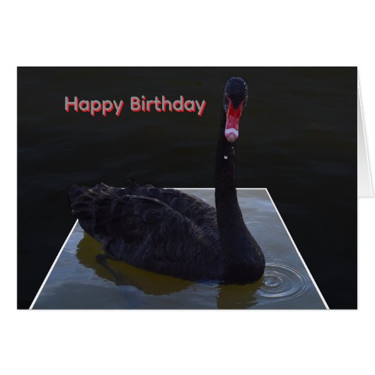 Black Swan Swimming In Dimensional Pond, (正面横)