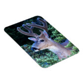 Black-tail Deer | Olympic National Park マグネット (右側)