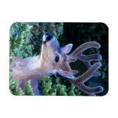 Black-tail Deer | Olympic National Park マグネット (横)