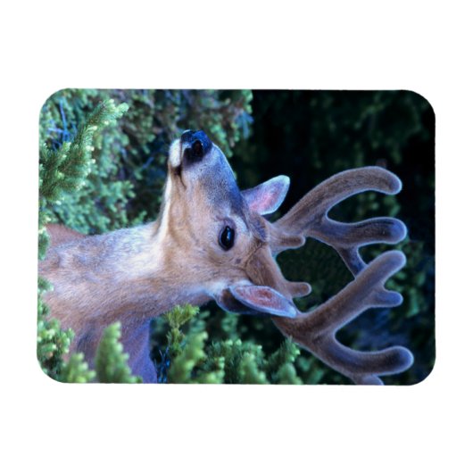 Black-tail Deer | Olympic National Park マグネット (横)
