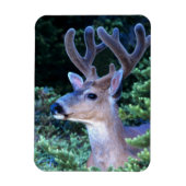Black-tail Deer | Olympic National Park マグネット (縦)