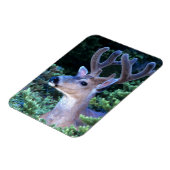 Black-tail Deer | Olympic National Park マグネット (左側)
