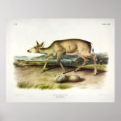 Black-tailed Deer, Mule Deer by Audubon ポスター (正面)