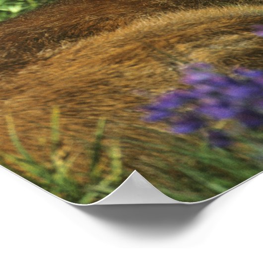 Black-tailed Deer, Odocoileus hemionus ポスター (角)