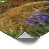 Black-tailed Deer, Odocoileus hemionus), in ポスター (角)