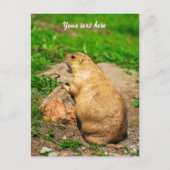 Black-Tailed Prairie Dog シーズンポストカード (正面)
