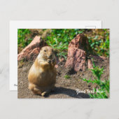 Black-Tailed Prairie Dog シーズンポストカード (正面/裏面)