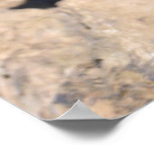 Black-tailed Prairie Dog ポスター (角)