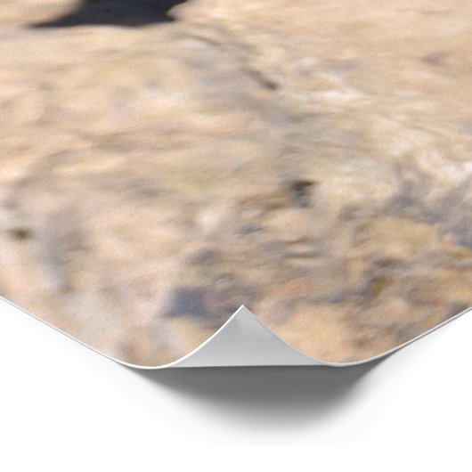 Black-tailed Prairie Dog ポスター (角)