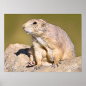Black-tailed Prairie Dog ポスター (正面)