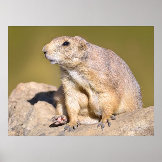 Black-tailed Prairie Dog ポスター (正面)