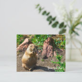 Black-Tailed Prairie Dog Postcard シーズンポストカード (スタンド正面)